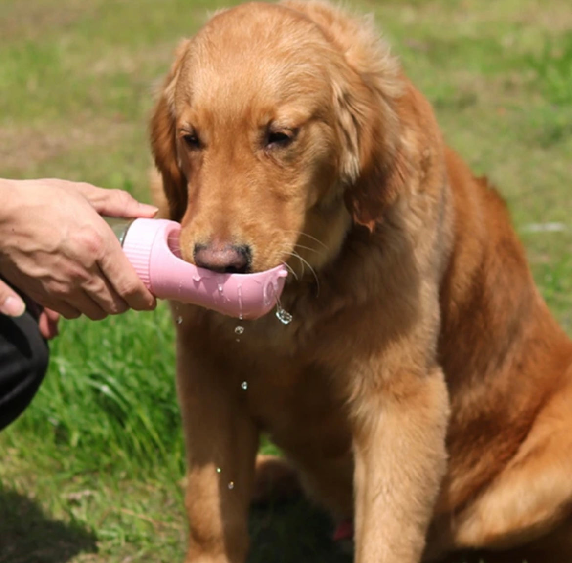 Hundewasserflasche